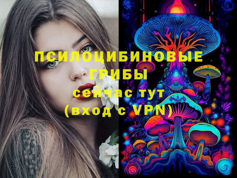 Псилоцибиновые грибы Psilocybe  Нелидово 